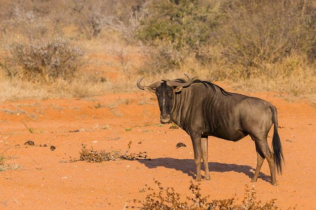 084 Zuid-Afrika, gnoe.jpg